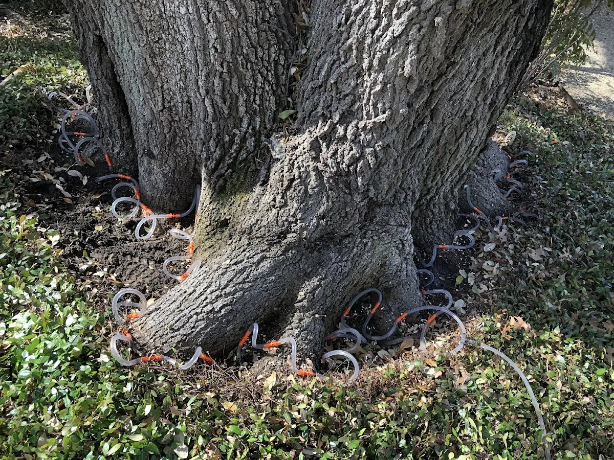 Detailed Tree Cabling and Bracing job site in Philo