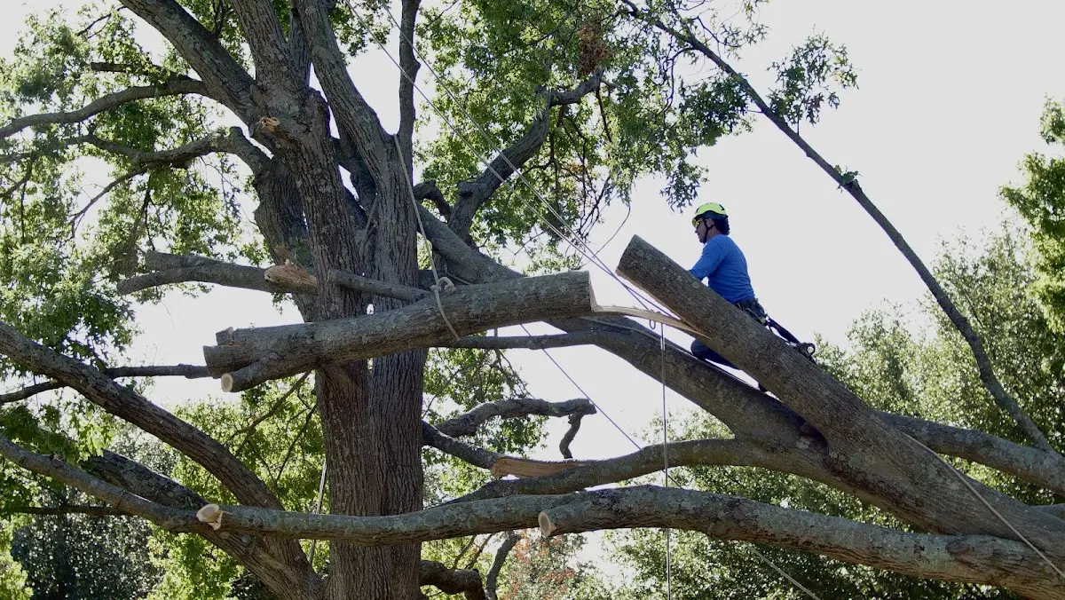 Professional Crown Thinning performed by certified arborists in Philo