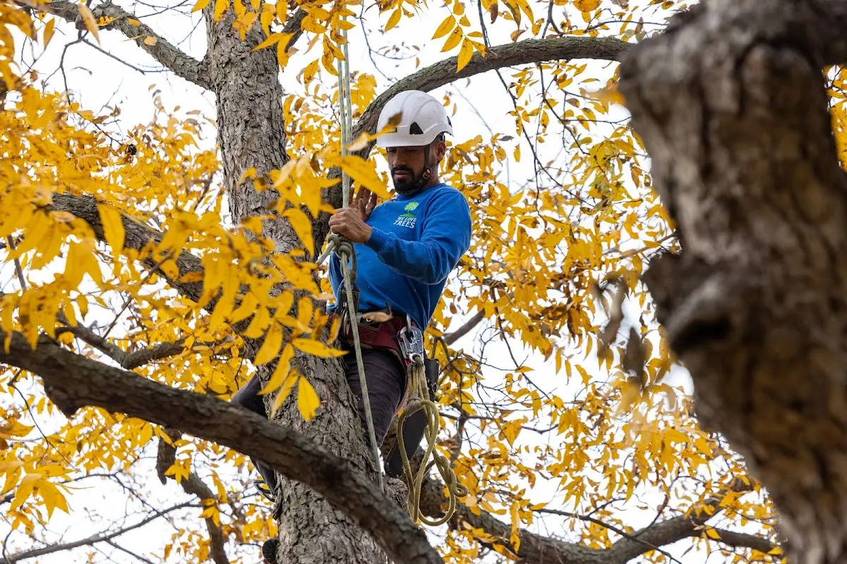 Skilled Storm Damage Cleanup crew working in Philo